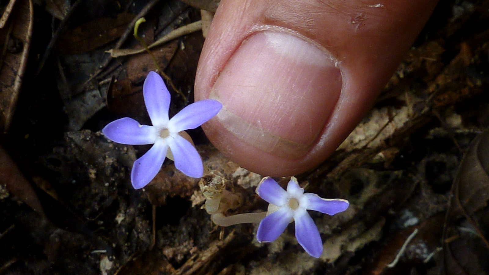 ¿Por qué Voyra? El comienzo de la historia · Plantas · Fotosíntesis · Bosque · Flor · Hongos · Redes · Intercambio · Naturaleza