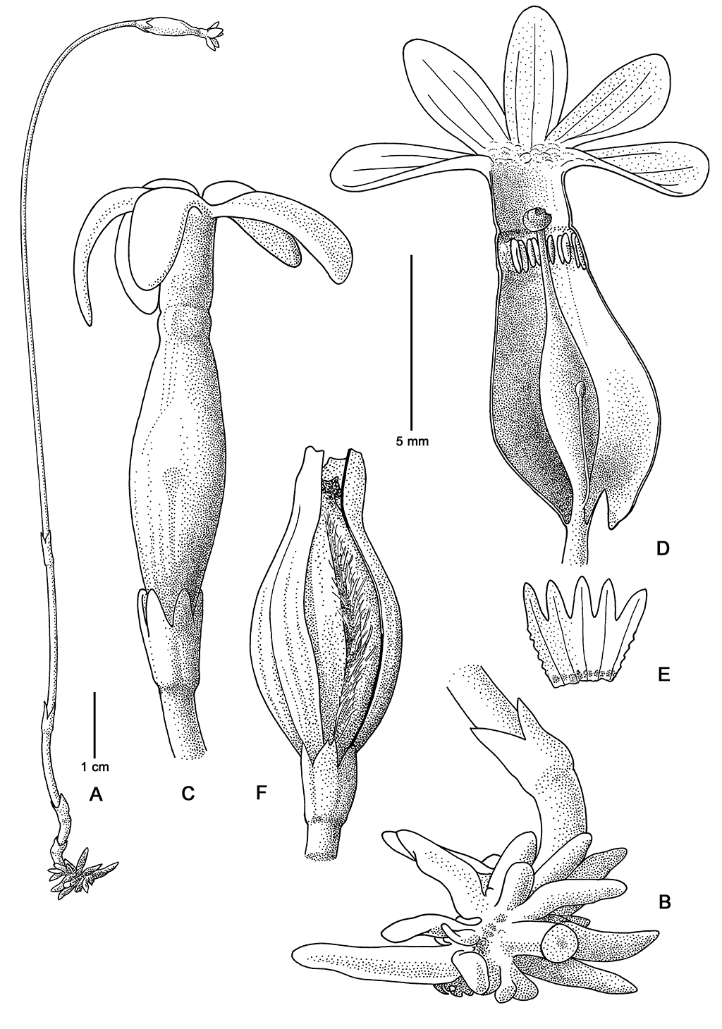 ¿Por qué Voyra? El comienzo de la historia · Plantas · Fotosíntesis · Bosque · Flor · Hongos · Redes · Intercambio · Naturaleza