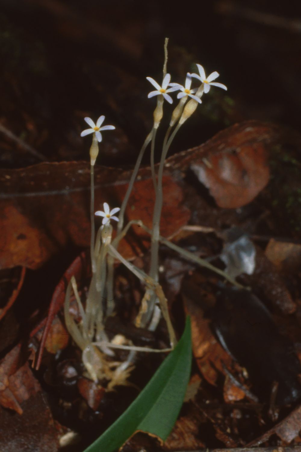 ¿Por qué Voyra? El comienzo de la historia · Plantas · Fotosíntesis · Bosque · Flor · Hongos · Redes · Intercambio · Naturaleza